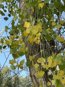 Yellowing leaves surround cottonwood trunk