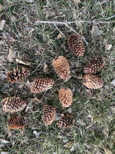 Spruce cones gather on the lawn