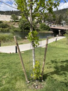 A young American sycamore tree recently planted in Durango, Colorado