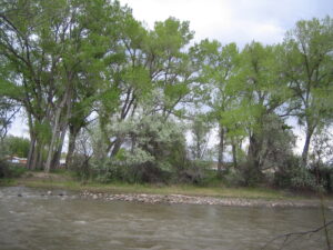 Trees form a community beside the river.