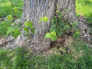 Perky leaves sprout from trunk of silver maple tree