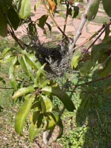 Baby peach tree sports nest