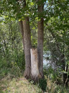 Damaged tree now thrives